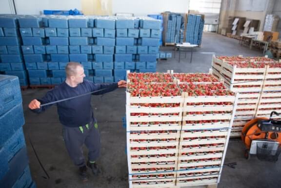 agknowledge man tending to strawberries